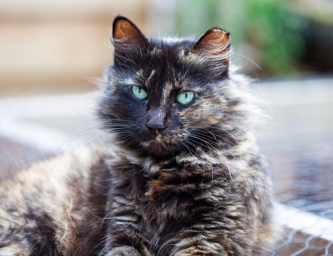 Cat with green eyes