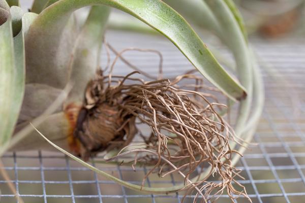 Roots on a Tillandsia Xerographica Air Plant