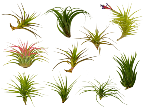 Assorted Tillandsia Air Plants