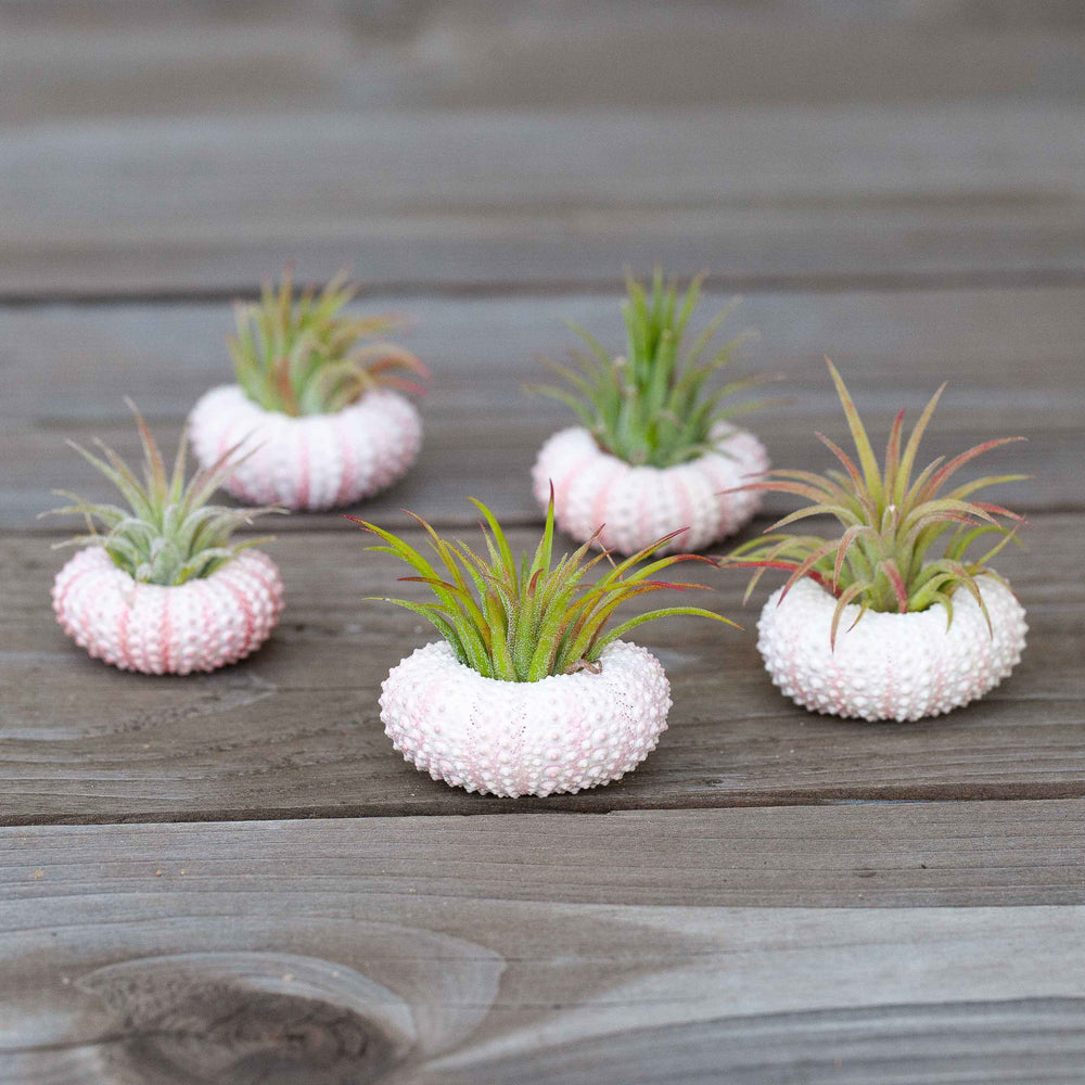 5 Pink Sea Urchin Shells with Assorted Tillandsia Ionantha Air Plants