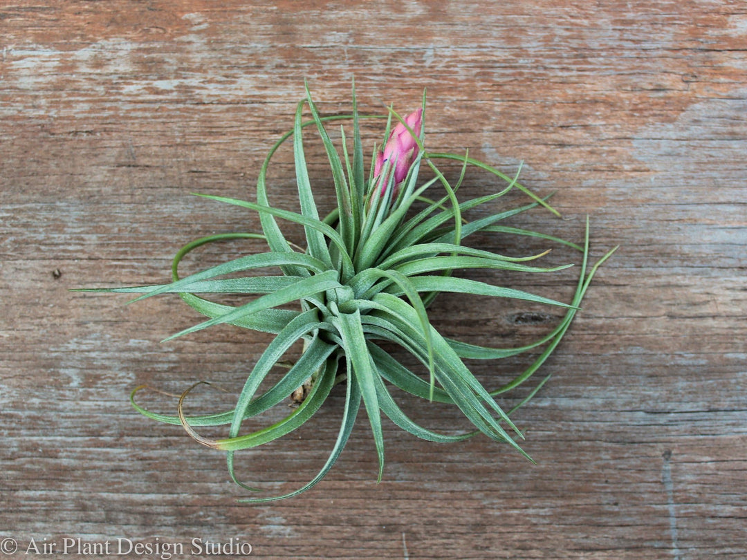 blooming tillandisia aeranthos air plant