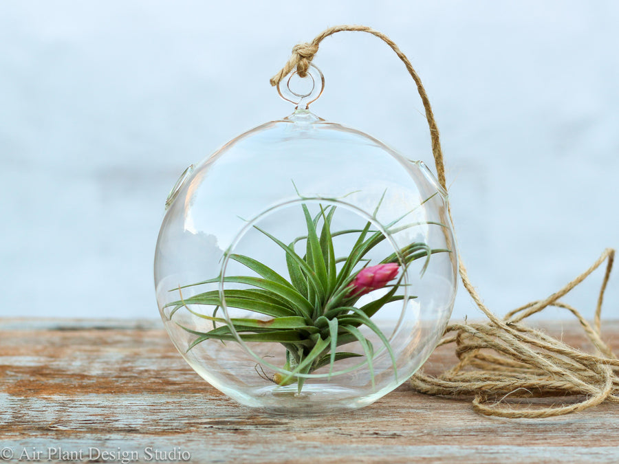 Flat Bottom Glass Globe Terrarium with Tillandsia Aeranthos Air Plant