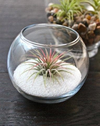 Tillandsia Ionantha Guatemala Air Plant in Bubble Bowl Glass Terrarium with White Sand