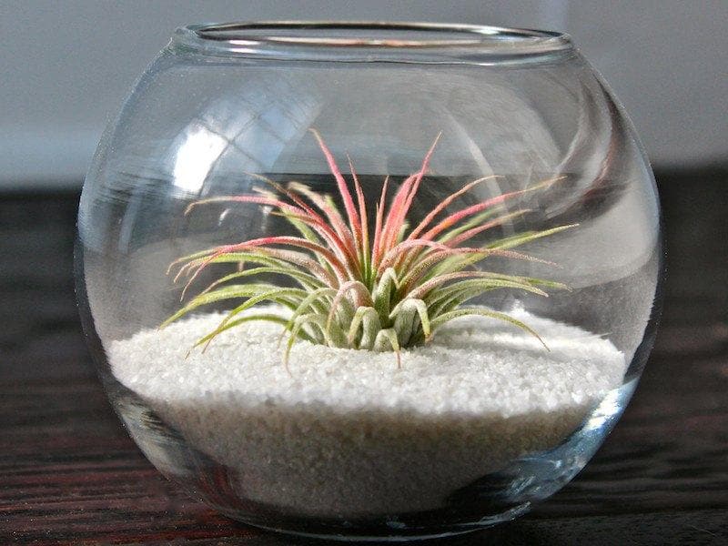 Bubble Bowl Glass Terrarium with White Sand and Tillandsia Ionantha Guatemala Air Plant