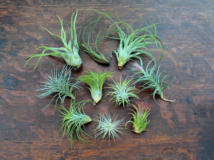 Assorted Tillandsia Air Plants