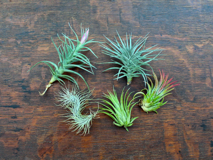 Assorted Tillandsia Air Plants