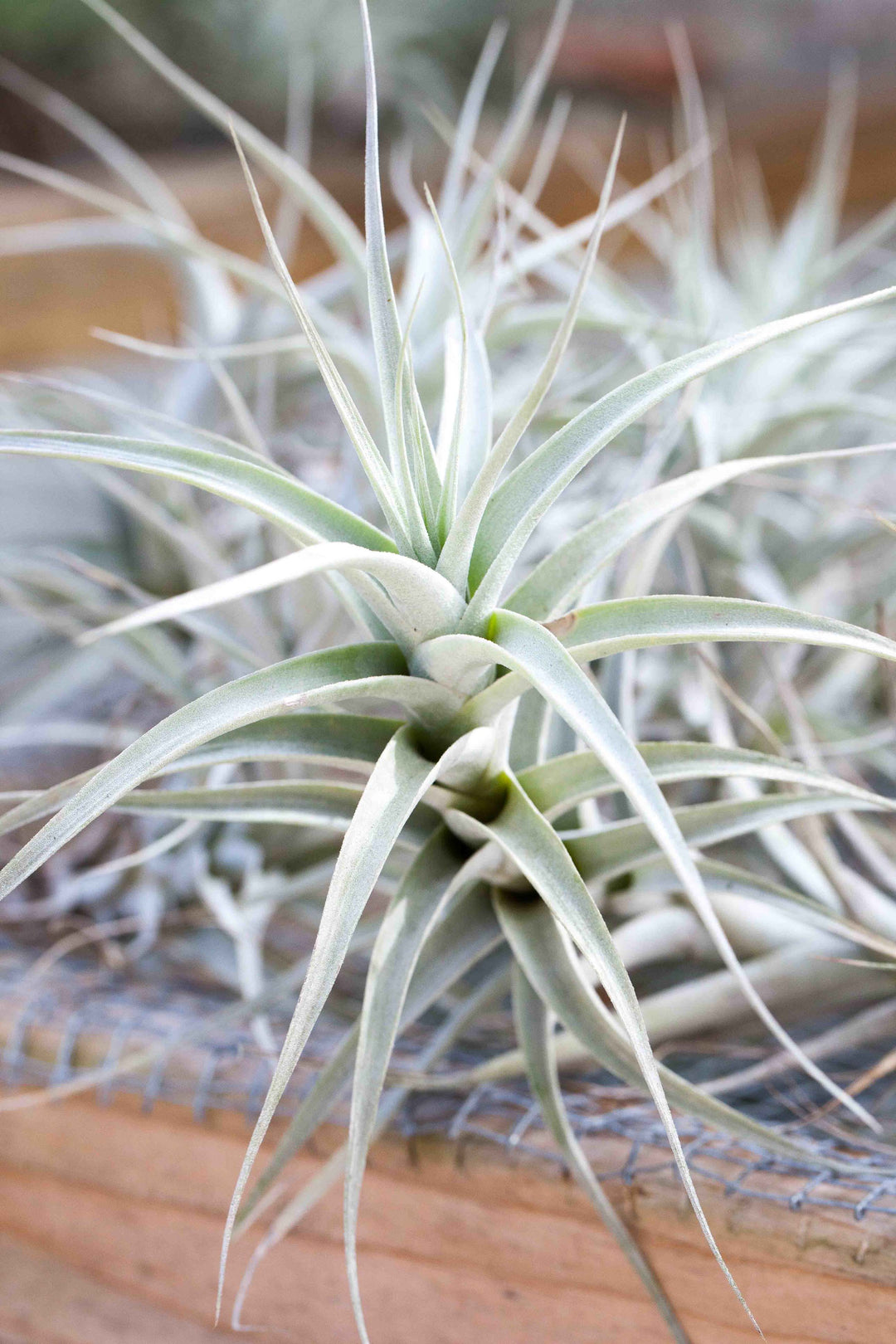 Tillandsia Albida Air Plant