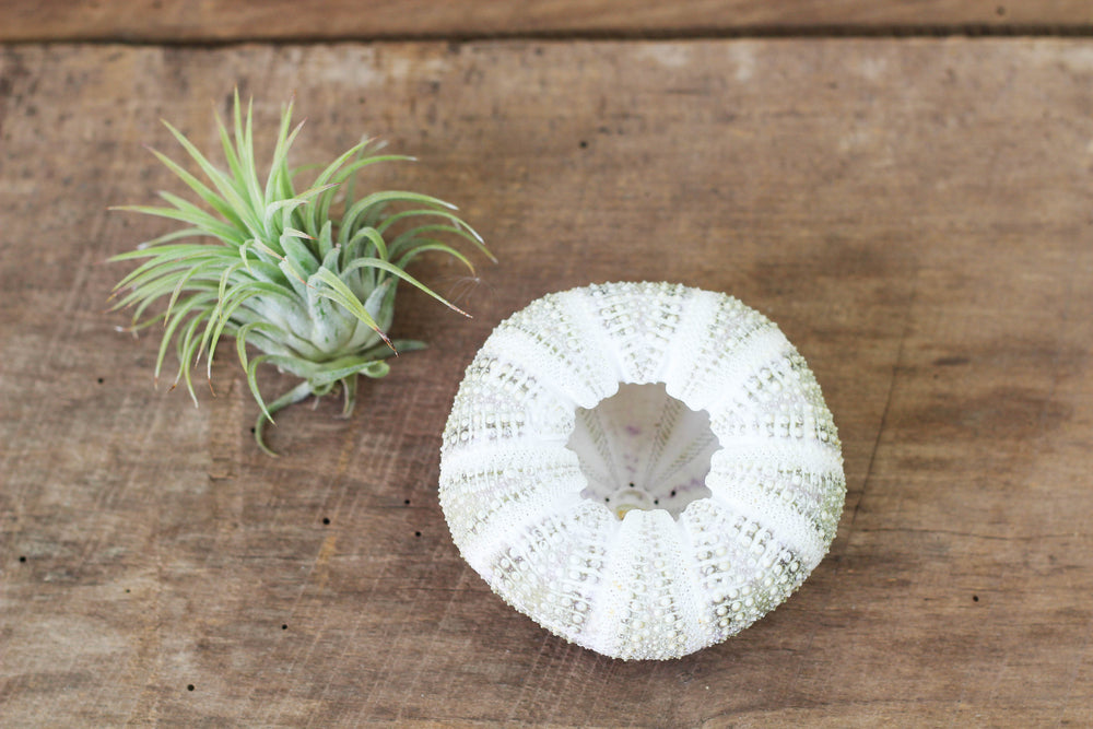 Alfonso Sea Urchin and Tillandsia Ionantha Rubra Air Plant