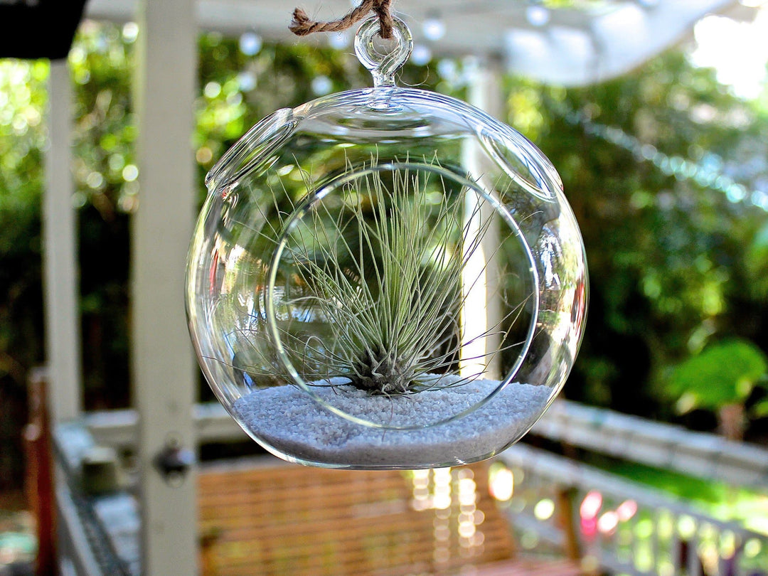 glass Tillandsia fuchsii v gracilis air plant terrarium 