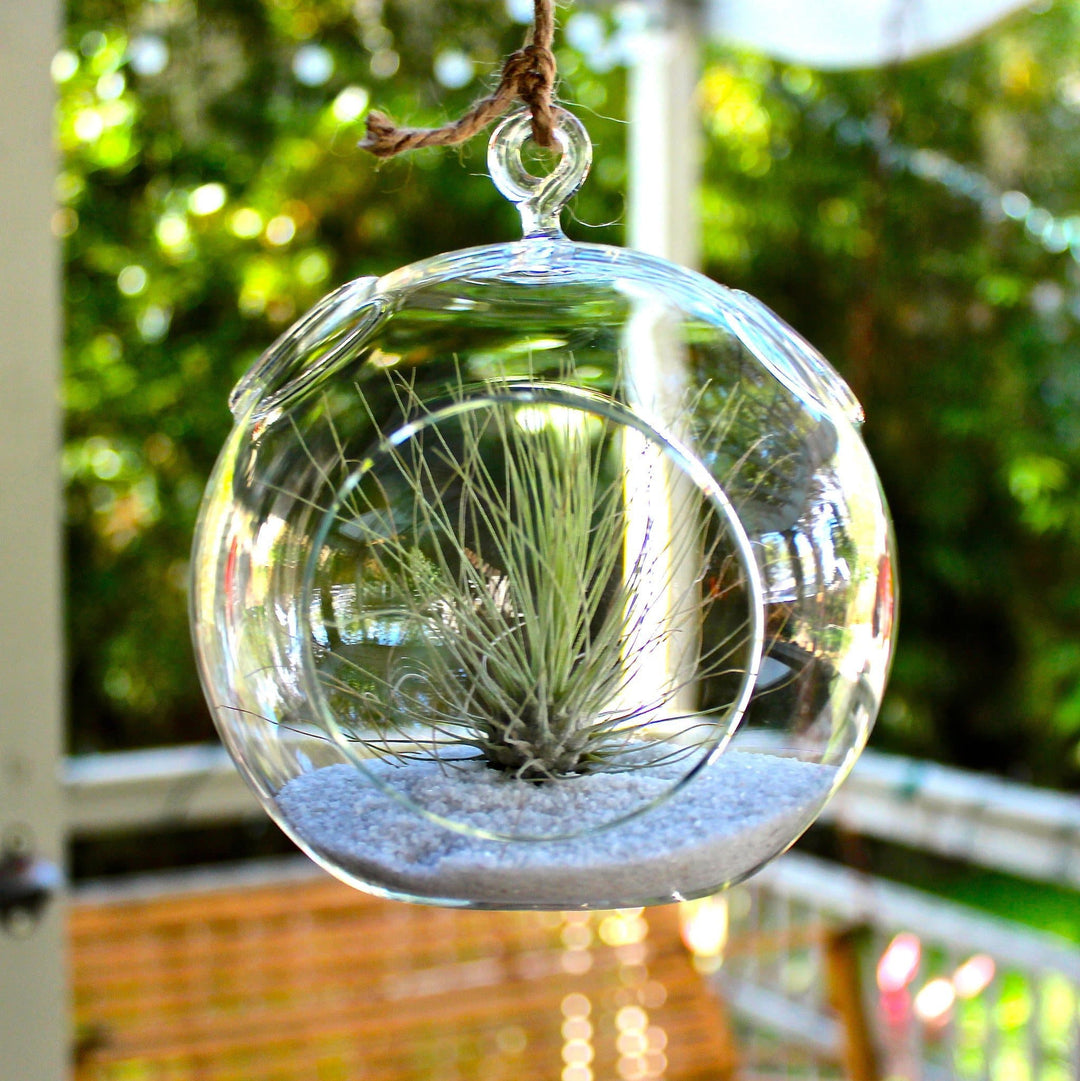 glass Tillandsia fuchsii v gracilis air plant terrarium 