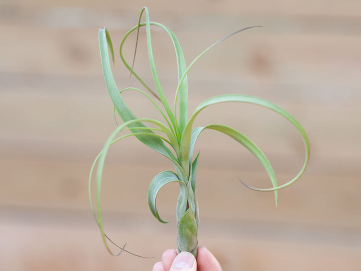 Large Tillandsia Balbisiana Air Plant