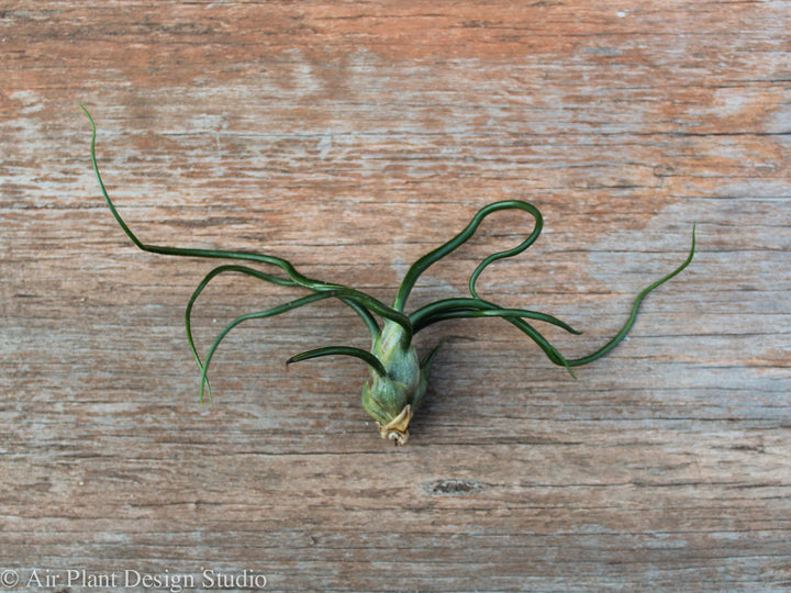 Tillandsia Bulbosa Guatemala Air Plant