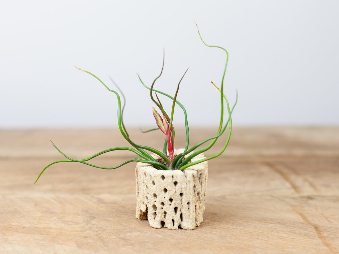 Blooming Tillandsia Bulbosa Guatemala Air Plant in Cholla Cactus Skeleton Container