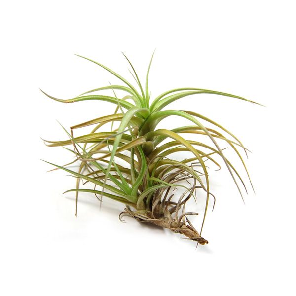 Tillandsia Bergeri Air Plant