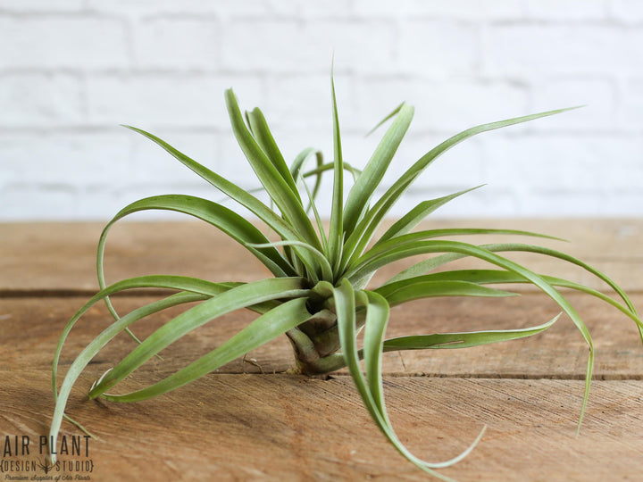 Large Tillandsia Capitata Peach Air Plant