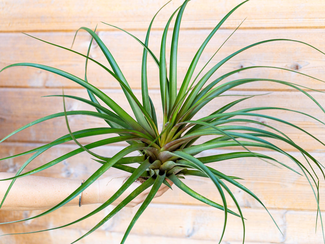 Tillandsia Capitata Maroon Air Plant