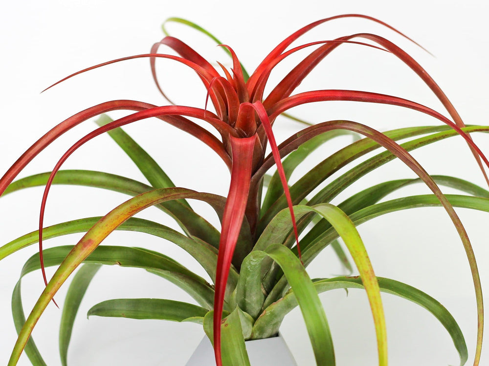 Blushing Tillandsia Capitata Red Air Plant