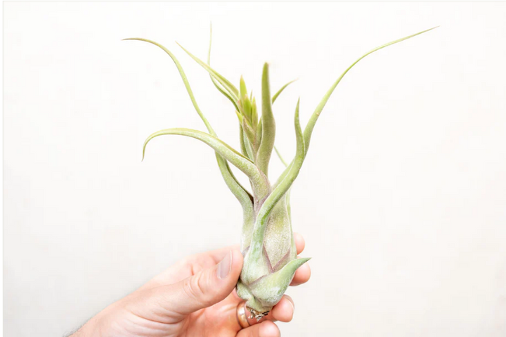 Tillandsia Caput Medusae Air Plant