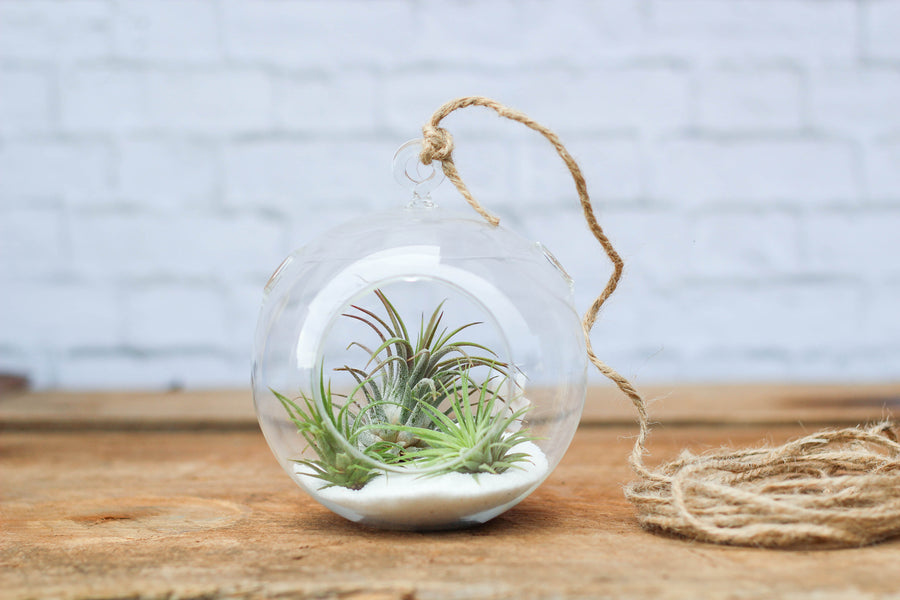 Flat Bottom Glass Globe Terrarium with White Sand and Assorted Tillandsia Ionantha Air Plants