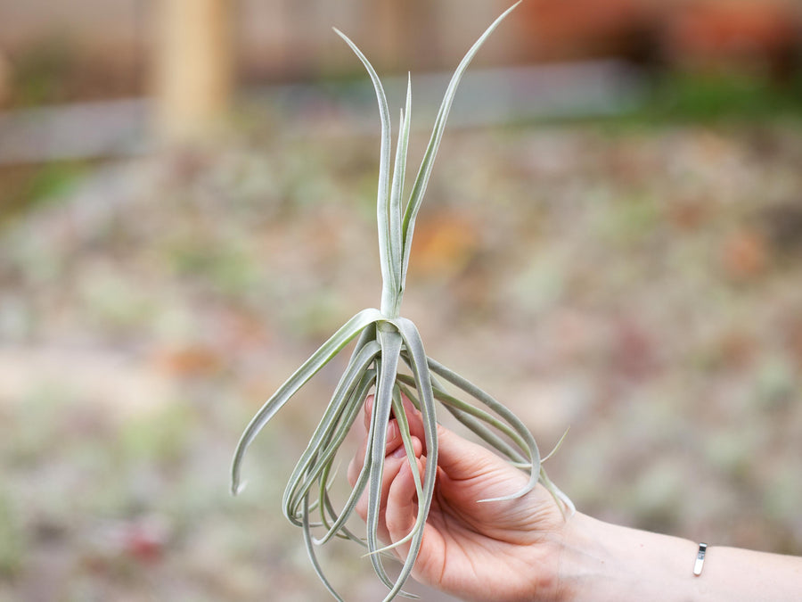 Small Tillandsia Duratii Air Plant