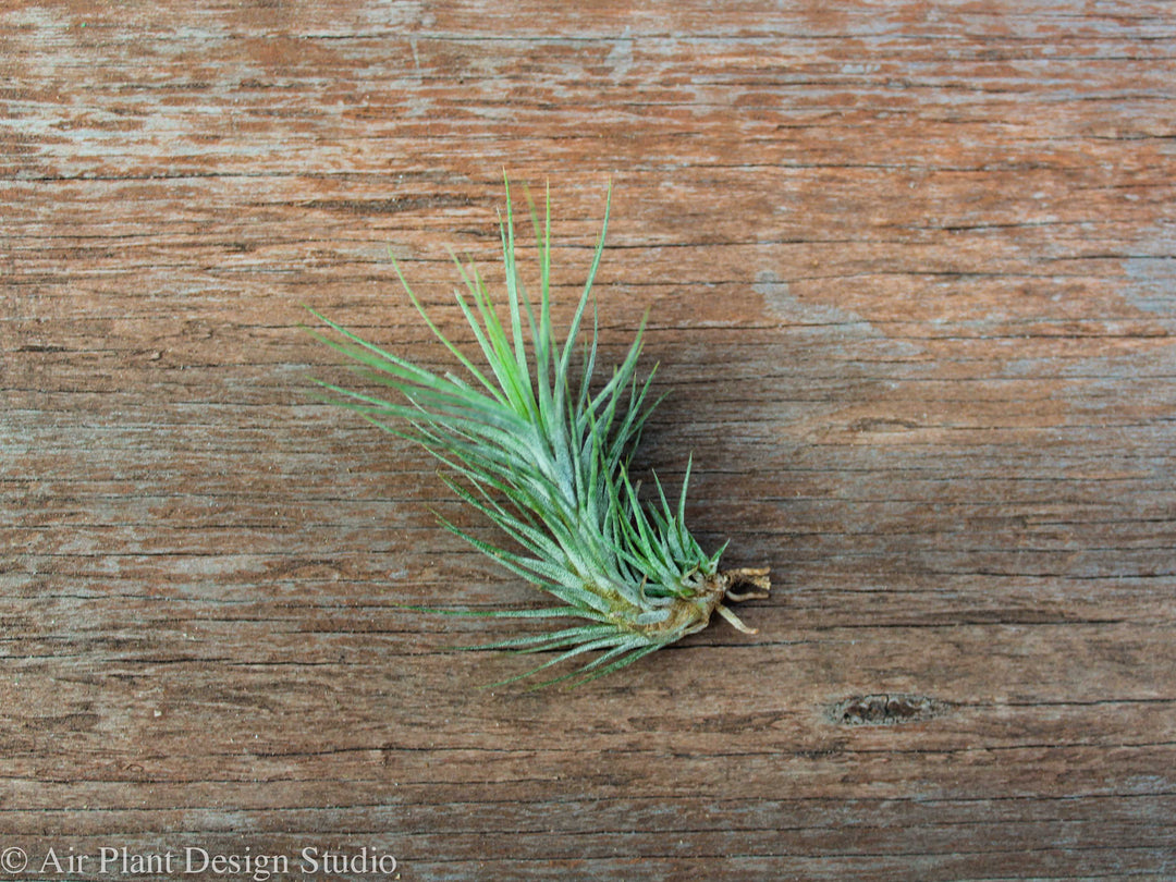 Tillandsia Funckiana Air Plant