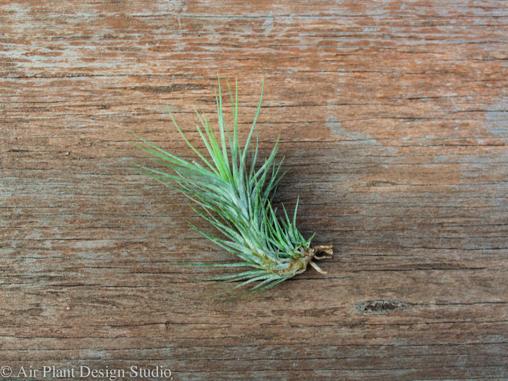 Tillandsia Funckiana Air Plant