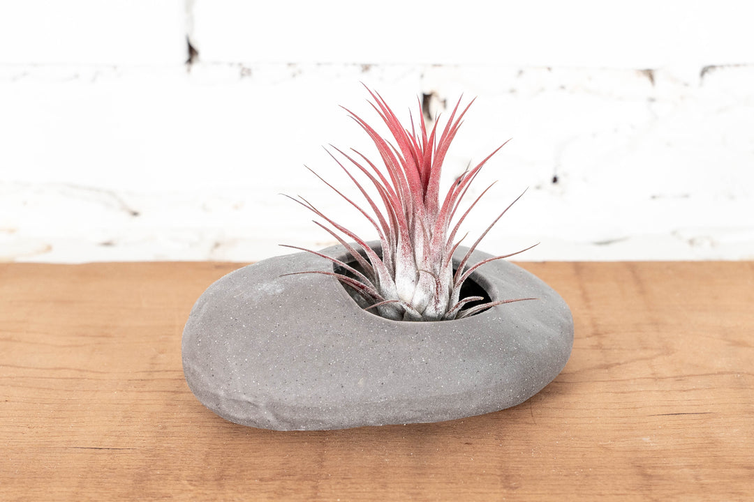 Gray Ceramic Stone with Tillandsia Ionantha Guatemala Air Plant