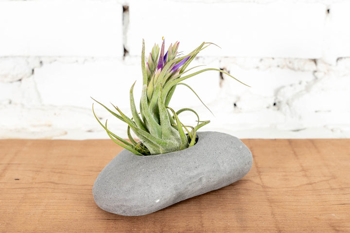 Gray Ceramic Stone with Tillandsia Seleriana Air Plant