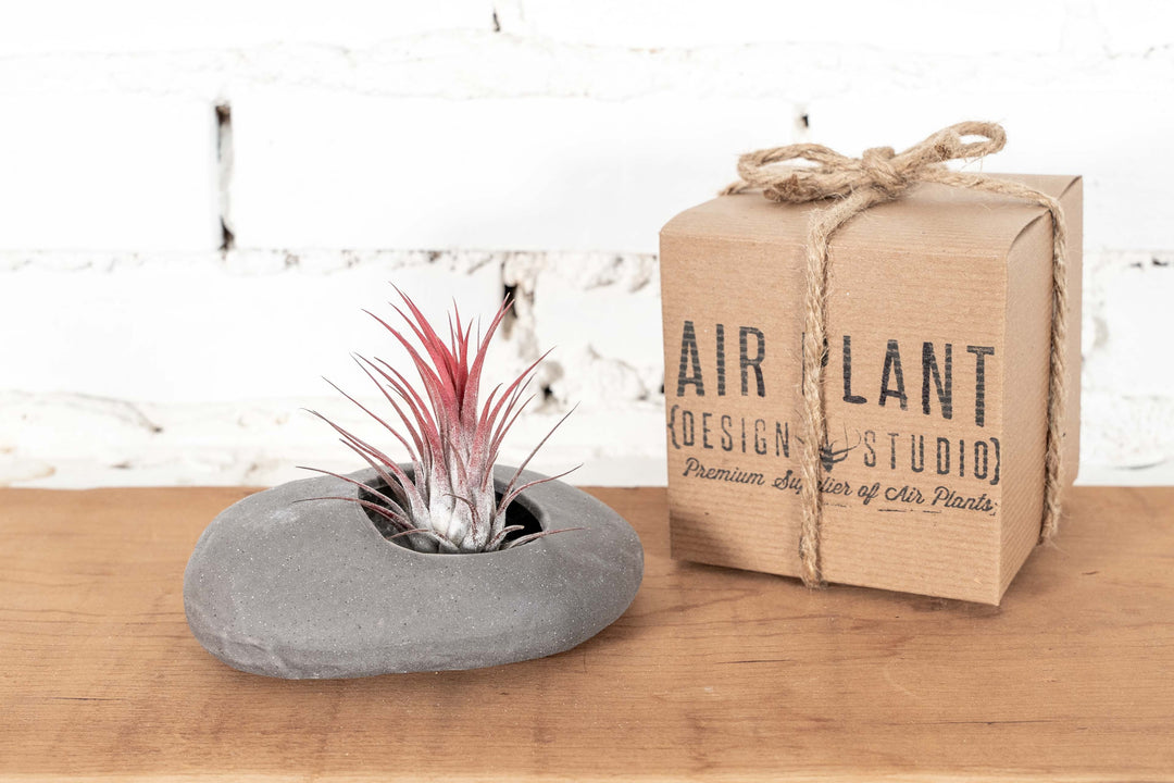 Gray Ceramic Stone with Tillandsia Ionantha Guatemala Air Plant and Gift Box