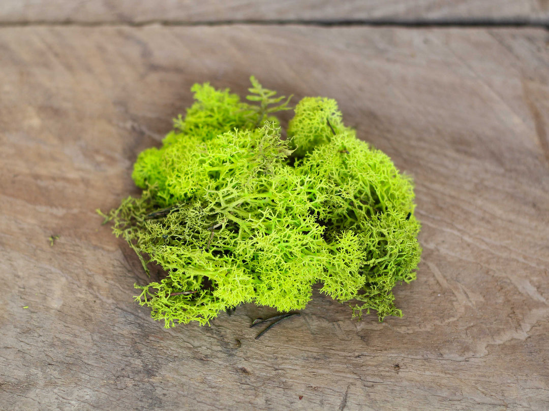 Green Reindeer Moss