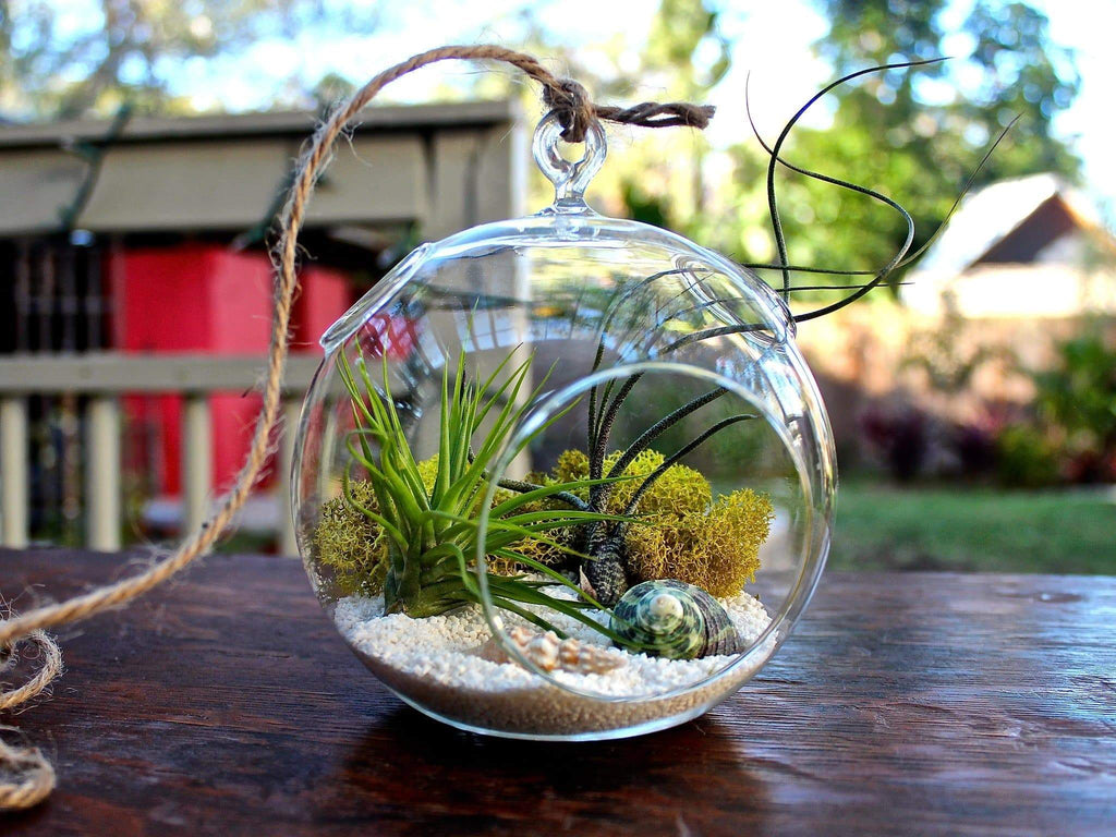 BAGR 154: How to Build a Terrarium