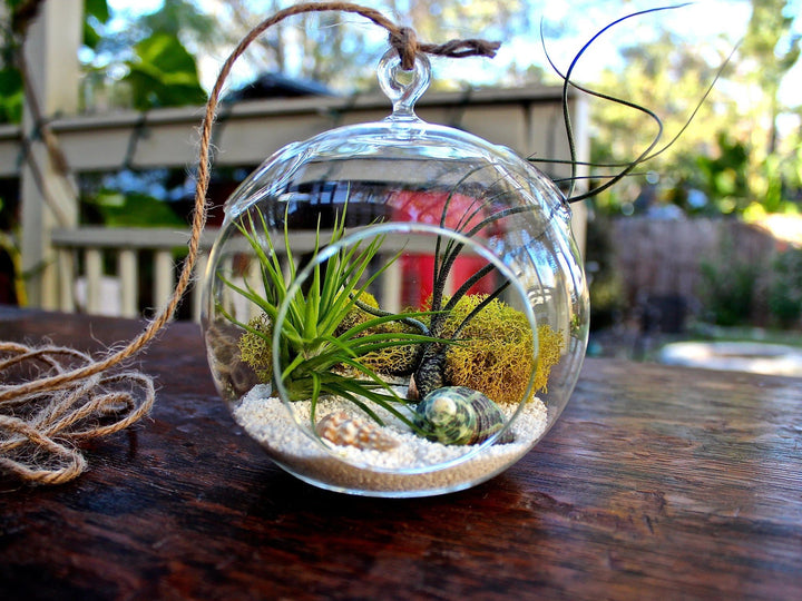 Flat Bottom Glass Globe Terrarium with Moss, Sand, Shell and Assorted Tillandsia Air Plants