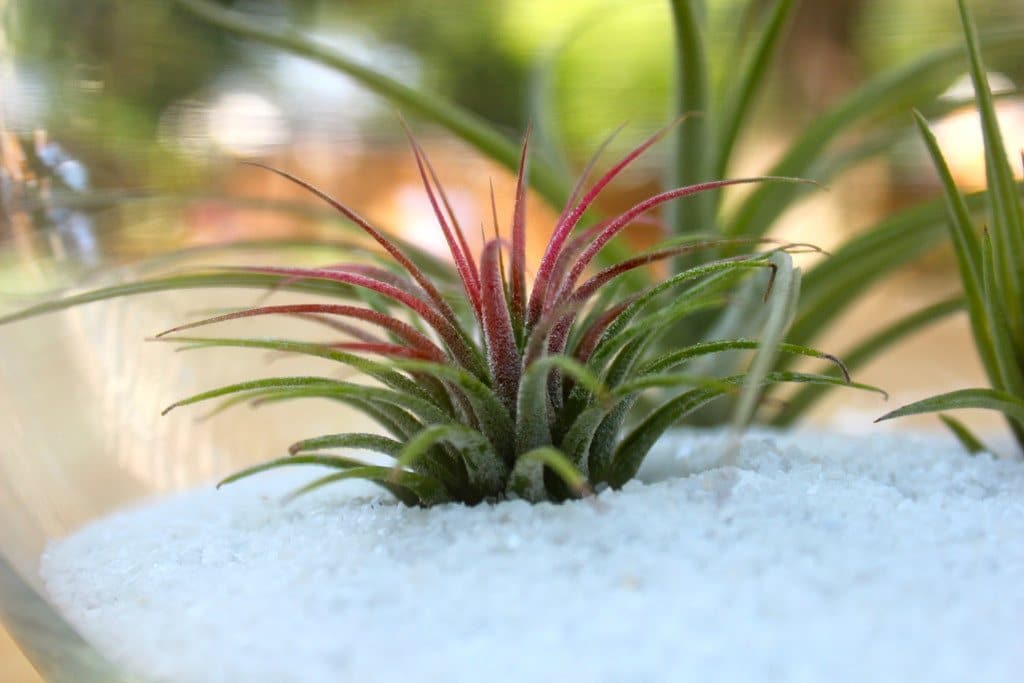 blushing tillandsia ionantha guatemala air plant