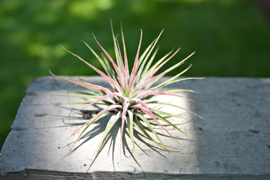 tillandsia ionantha guatemala air plant 