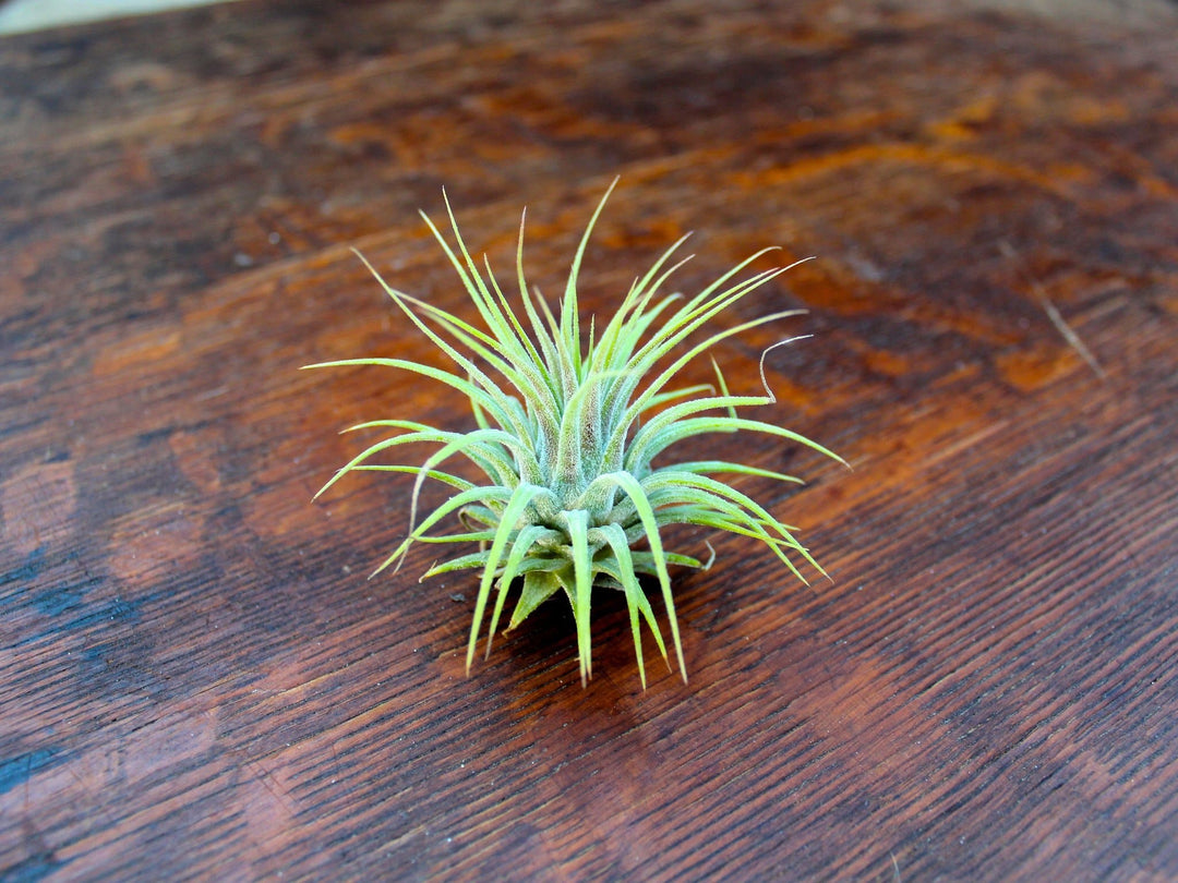 Tillandsia Ionantha Guatemala Air Plant