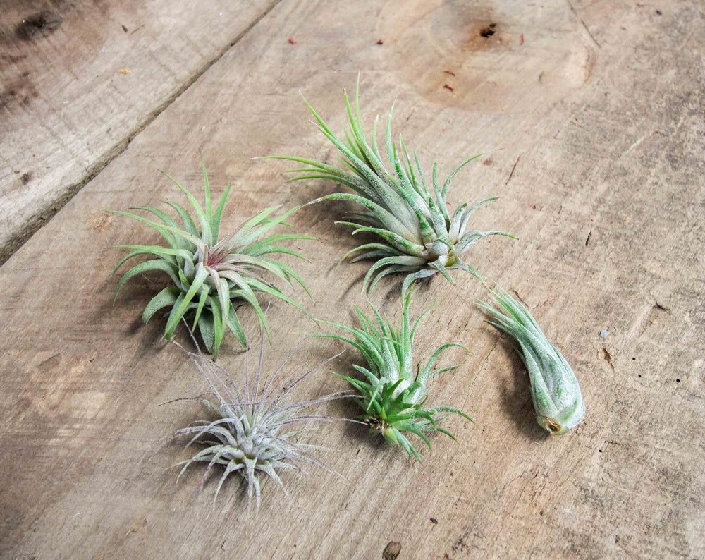 Assortment of Tillandsia Ionantha Air Plants