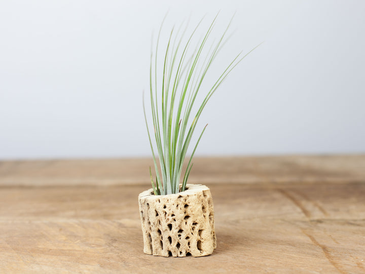 Tillandsia Juncea Air Plant in a Cholla Cactus Skeleton Container