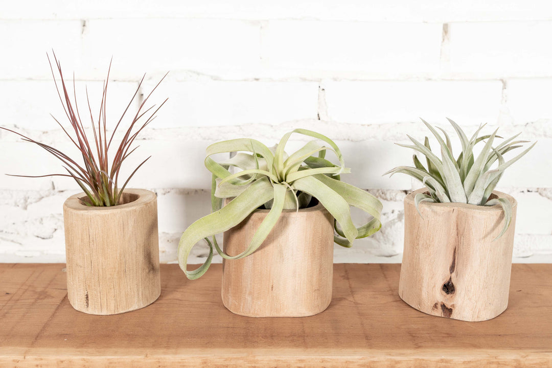 3 Large Driftwood Containers with Assorted Tillandsia Air Plants