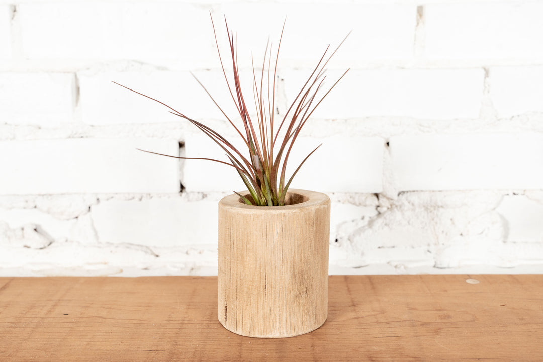 Large Driftwood with Tillandsia Melanocrater Air Plant