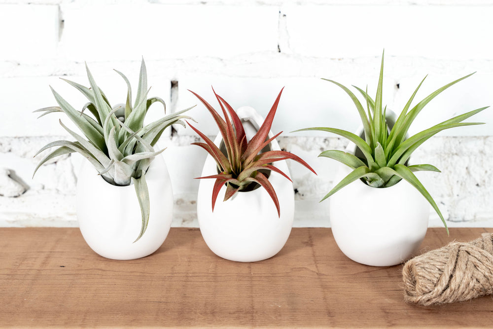 3 Small Ivory Ceramic Vases with Assorted Tillandsia Air Plants