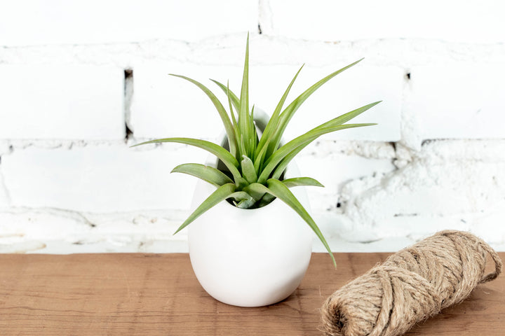 Large Ivory Ceramic Vase with Tillandsia Abdita Air Plant