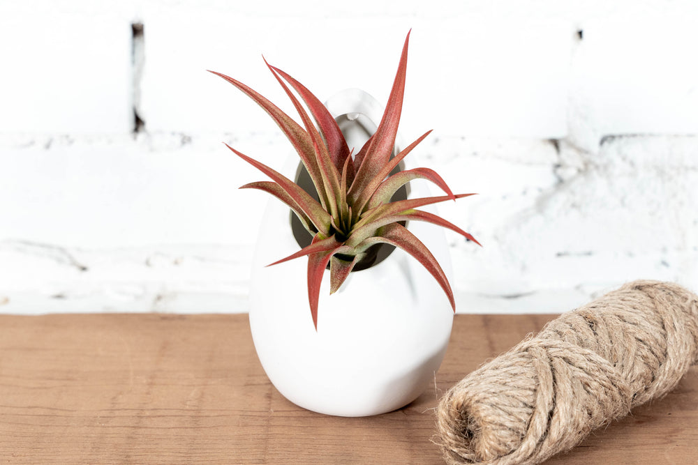 Small Ivory Ceramic Plants with Tillandsia Red Abdita Air Plant