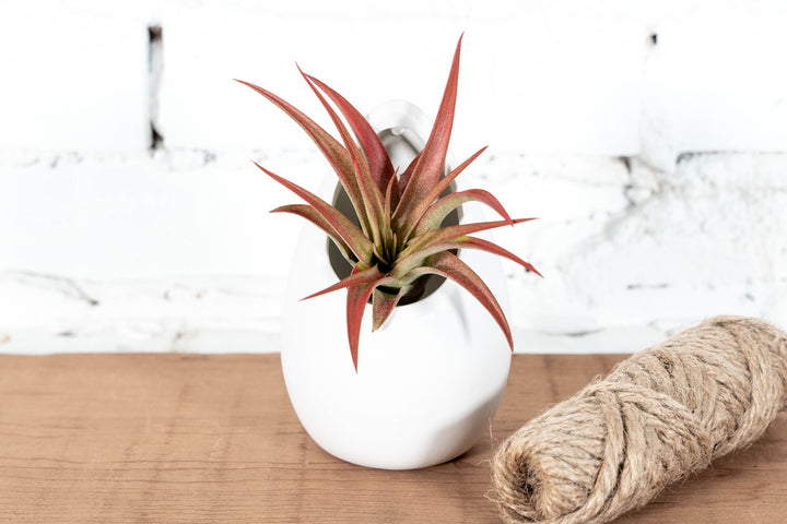 Large Ivory Ceramic Vase with Tillandsia Red Abdita Air Plant