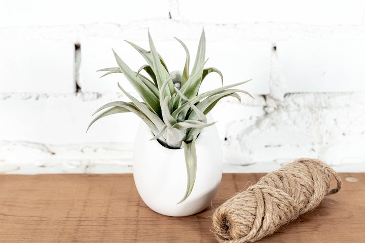 Large Ivory Ceramic Vase with Tillandsia Harrisii Air Plant