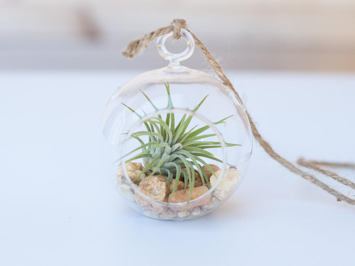 Mini Flat Bottom Glass Globe Terrarium with Stones, Tillandsia Ionantha Rubra and Hemp String