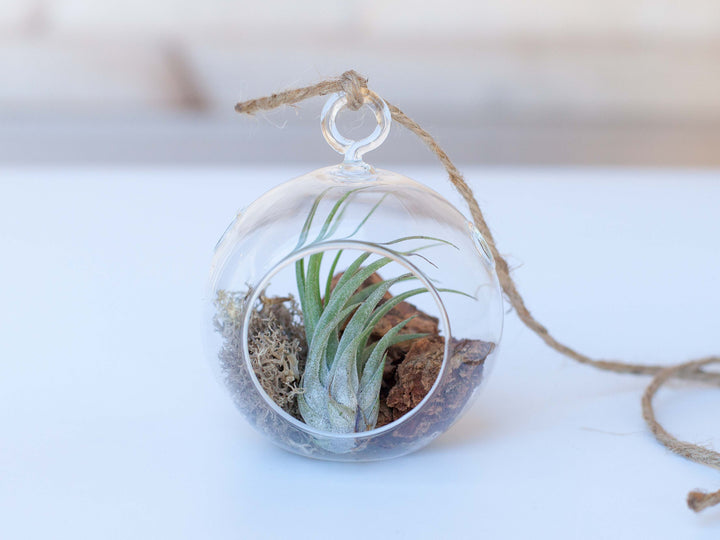 Mini Flat Bottom Glass Globe Terrarium with Bark, Moss and Tillandsia Ionantha Scaposa Air Plant