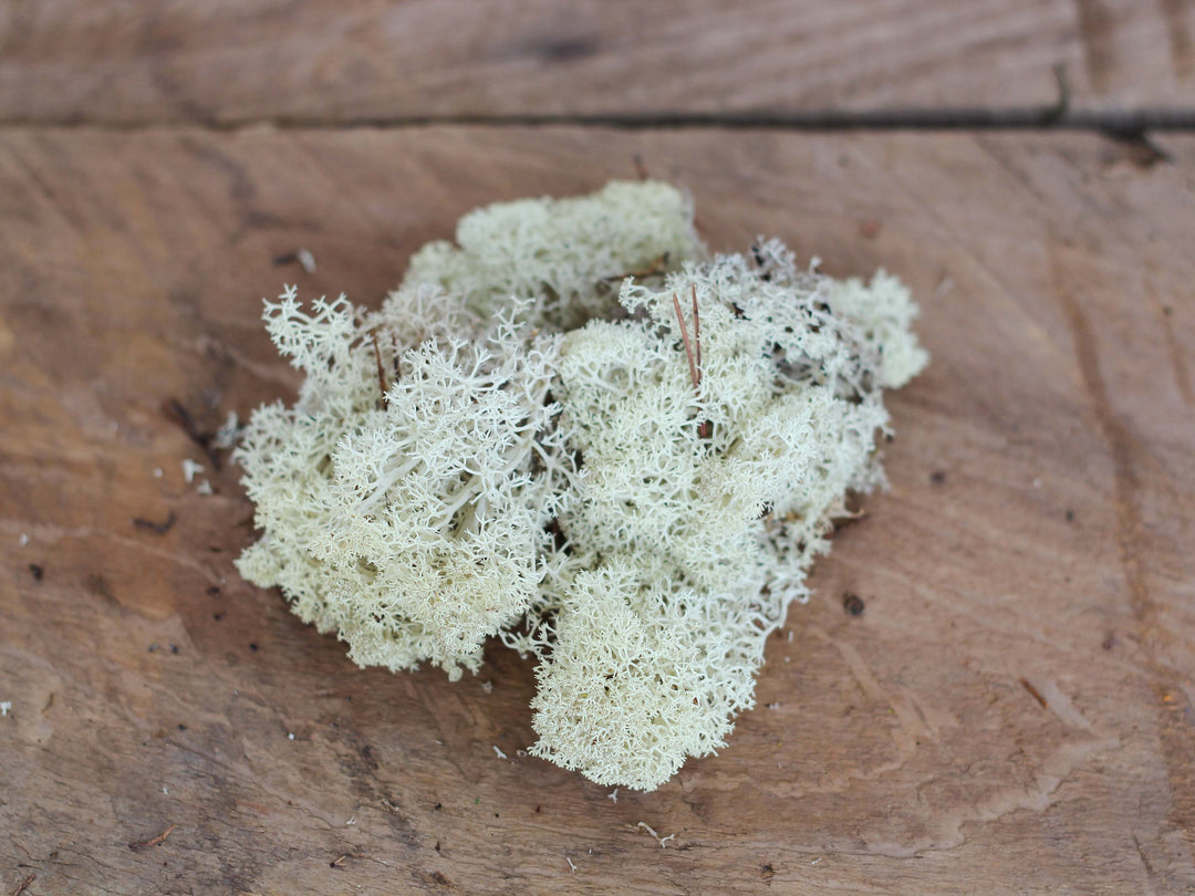 Natural Color Preserved Reindeer Moss