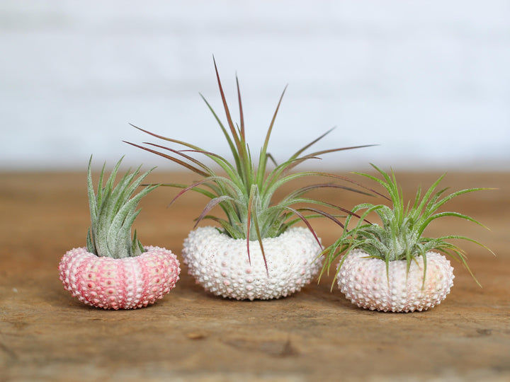 3 pink sea urchins with tillandsia ionantha fuego air plants