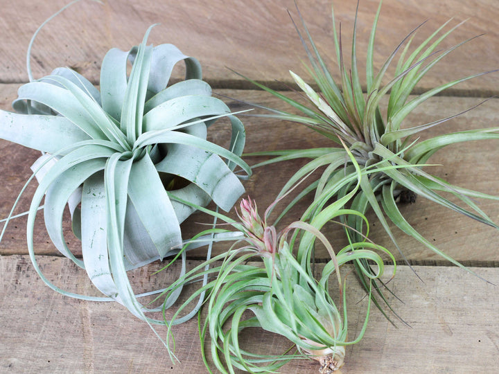 Tillandsia Xerographica, Streptophylla Hybrid and Vernicosa Air Plants