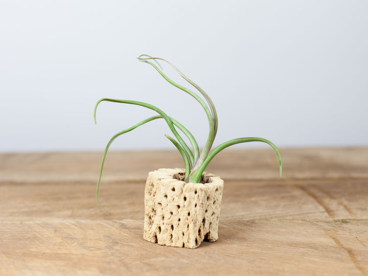 Tillandsia Baileyi Air Plant in a Cholla Cactus Skeleton Container